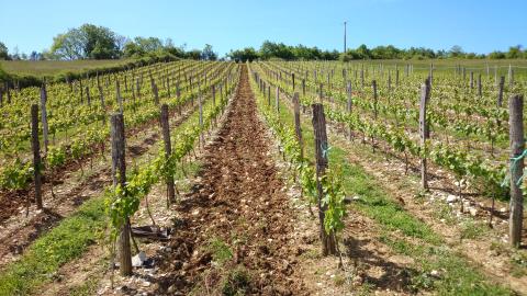 Production vin Cerdon Ceyzériat